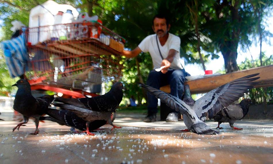 plaza de la paz, ardillas, alvin, animales, aves, roedores, barranquilla