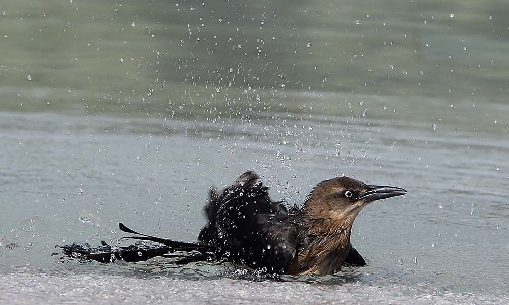 plaza de la paz, ardillas, alvin, animales, aves, roedores, barranquilla