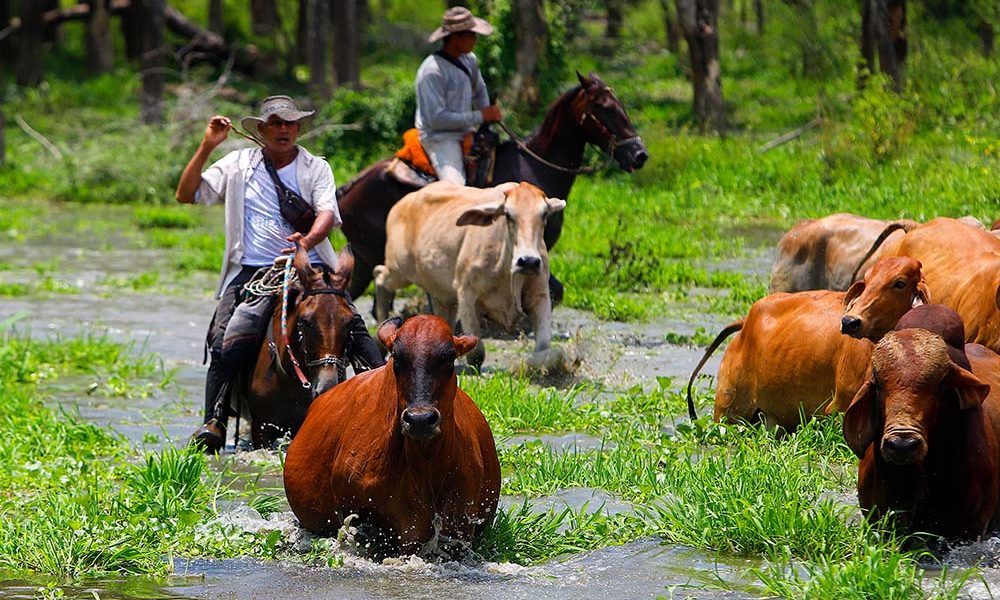 La Mojana, Caregato, dique, inundación, río Cauca, río San Jorge, Córdoba, Sucre, Bolívar, agua, Colombia, tragedia, UNGRD